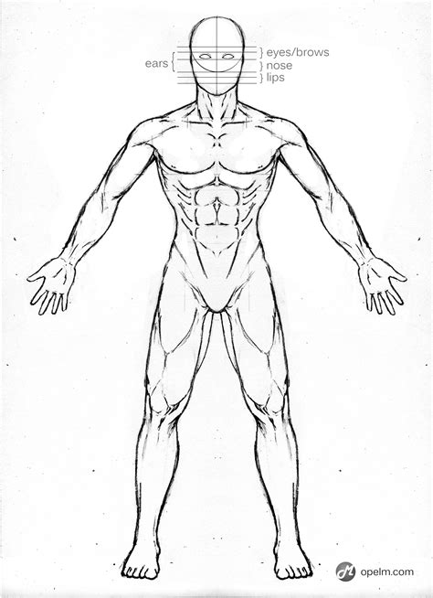 Male Anatomy Drawing Model - Front by Gourmandhast on DeviantArt