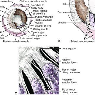 Schema of zonular fibers. | Download Scientific Diagram