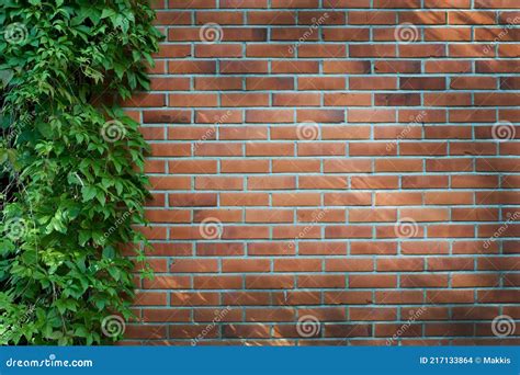 Virginia Creeper on Brick Wall Stock Photo - Image of virginia ...