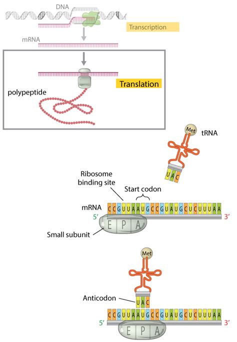 Transcription Biology Diagram