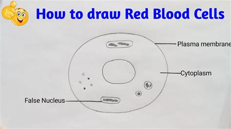 Red Blood Cell Diagram Labeled Free Diagram For Student | Images and ...