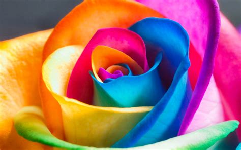 Colorful Flowers Wallpapers HD Free Download