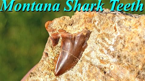 SHARK TEETH in MONTANA!? Digging a Private Site for Cretaceous Shark ...