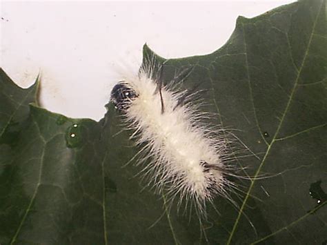 American Dagger Moth - Acronicta americana - BugGuide.Net