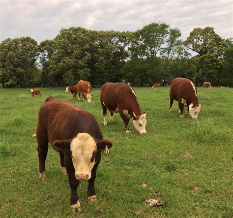 Hereford Cattle | McBrideCattleCompany.com