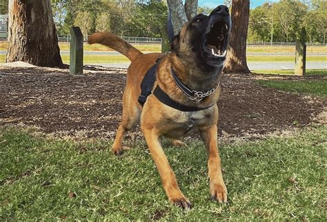 Belgian Malinois Dog Training | Dog Training Brisbane