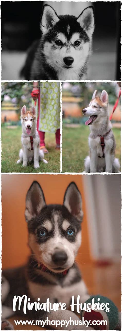 Toy Husky Breeders Ontario | Wow Blog