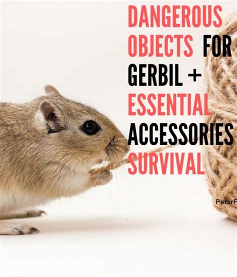 Gerbil | Pets R Priority | Gerbil, Gerbil toys, Diy gerbil toys