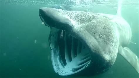 Basking sharks swimming in Scotland all year round - YouTube