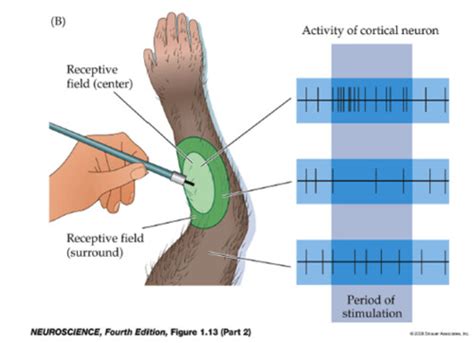 16.1: properties and types of sensory receptors Flashcards | Quizlet