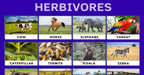 Herbivore: List of Herbivore Animals with Interesting Facts • 7ESL