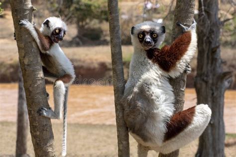 Crowned Sifaka Lemur Propithecus Coronatus .with Baby. Wild Nature ...