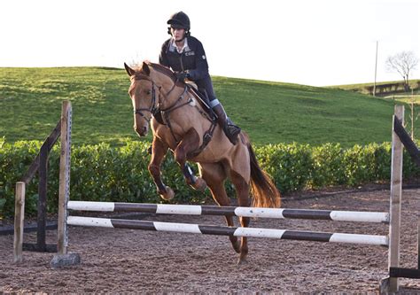 Training Tips: Teaching a Young Horse to Jump | Horses, Horse jumping ...