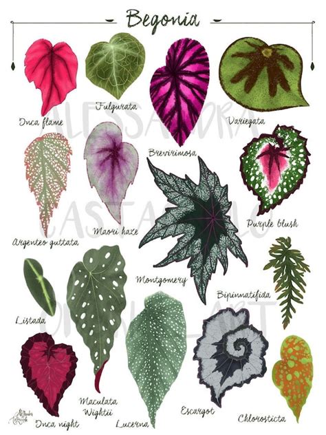 BEGONIA Leaf Species Varieties Illustration Leaves Painting - Etsy ...