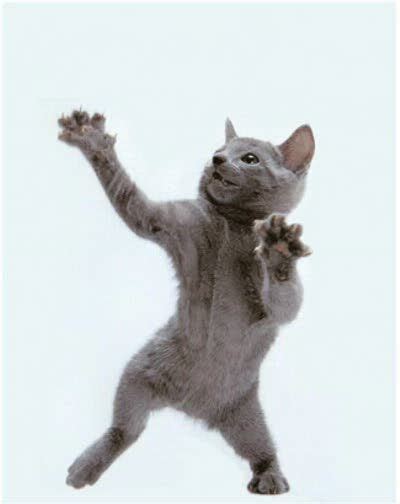 10 best Dancing Cats images on Pinterest | Funny cats, Funny kitties ...