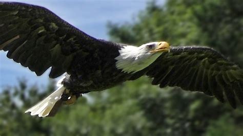 Bald Eagle Slow Motion Flying Display & Close Up - Birds of Prey - YouTube