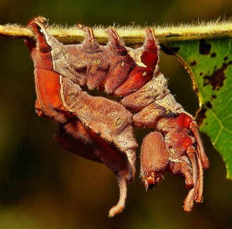 The truly macabre Lobster Moth Caterpillar (Stauropus sp., Notodontidae ...