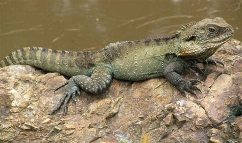 Australian Water Dragon Facts and Pictures | Reptile Fact