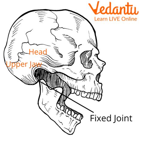 Joints in the Human Body - Types, Structure, and FAQs