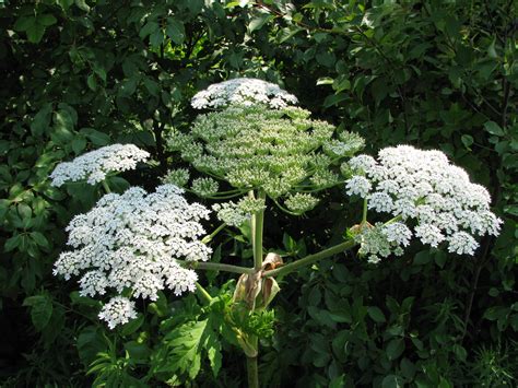 Gallery - Ontario Invasive Plant Council