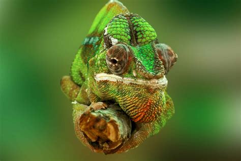 Free picture: camouflage, macro, detail, lizard, chameleon, wildlife ...