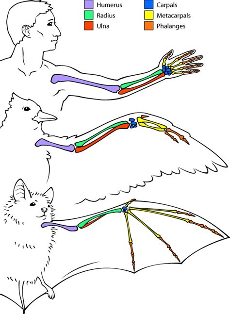 Bats vs. Birds - Bat Conservation International