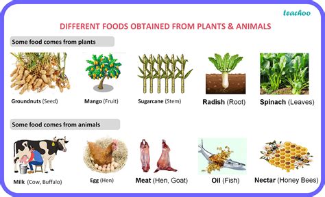 [Class 6 Food] What sre the Different sources of food? - Teachoo