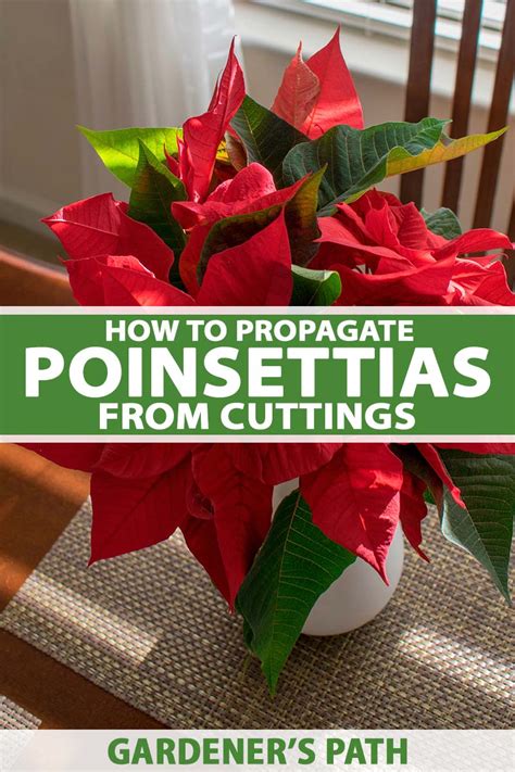 How to Propagate Poinsettia Plants from Cuttings | Gardener’s Path