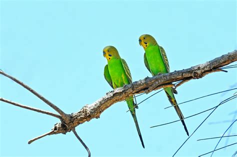 Uluru animals - Weird and wonderful creatures you can spot at Uluru