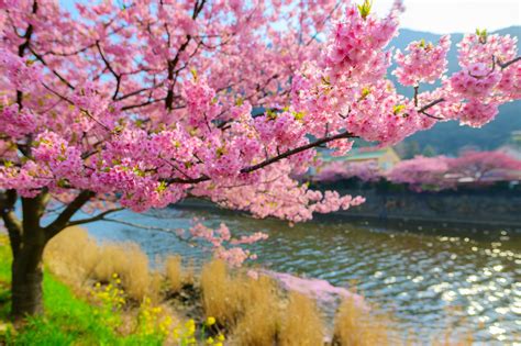 The beautiful Sakura season in Japan | Sakura, Japan sakura, Sakura tree