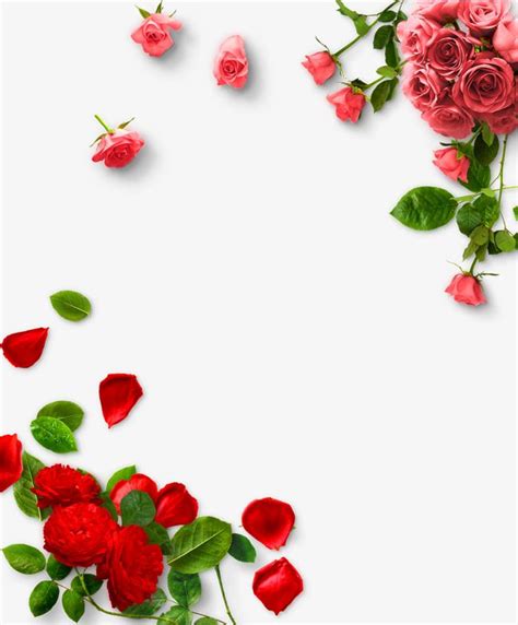 Roses PNG Image, Rose Png, Rose Border, Rose Border Decoration PNG ...