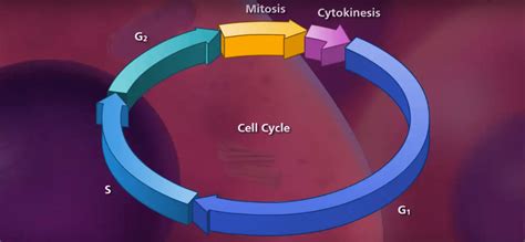 Mitosis ‣ cbsebiology4u