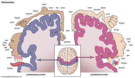 Homunculus | Description, History, Models, & Importance | Britannica