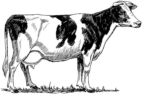 beef cattle illustration - Google Search | Cow illustration, Cow ...