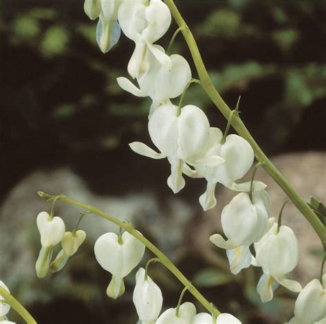 Dicentra spectabilis Alba | Verschoor Horticulture