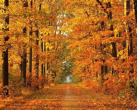 Down The Autumn Trail, purple autumn, autumn leaves, fall bridge ...