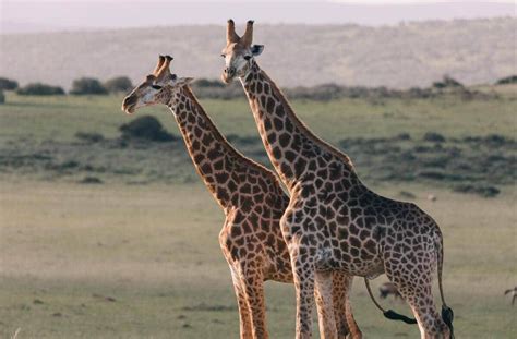 12 Cool Animals WIth Long Necks! [Pictures & Neck Length]