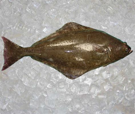 Seafood | Usa | Flat Fish | Atlantic Halibut | Theodore