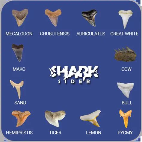 Shark Teeth Svg Fossil Guide Identification Guide SVG Cut, 46% OFF