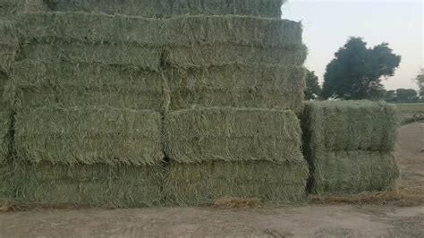 Rhodes Grass hay , another look of Hay stock - YouTube