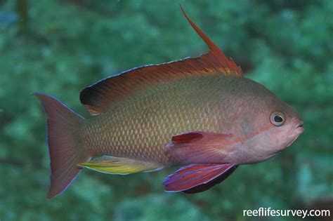 Pseudanthias squamipinnis | ReefLifeSurvey.com