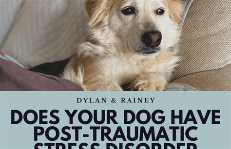 How Do You Know If A Dog Is Traumatized