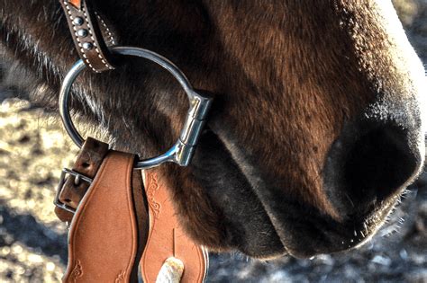 6 Best Horse Bits For Beginners (English and Western) - Horse Rookie