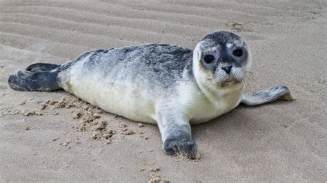 Seehund-Baby-Zeit vor Sylt | SHZ