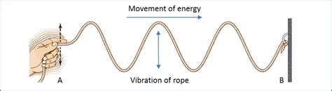 Longitudinal & Transverse Waves | A Level Physics Revision Notes