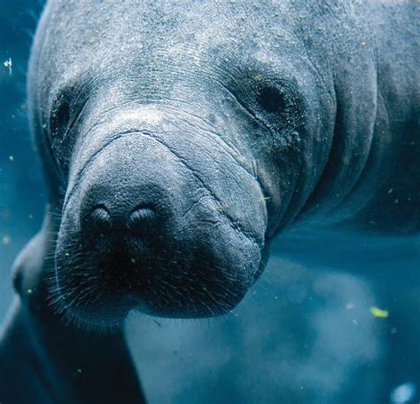 Florida manatee. Look at those eyes! | Manatee facts, Manatee florida ...