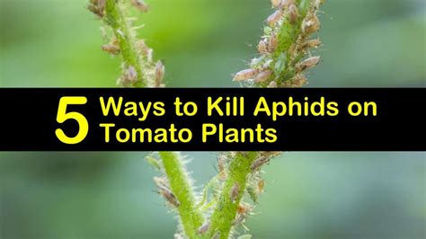 5 Ways to Kill Aphids on Tomato Plants