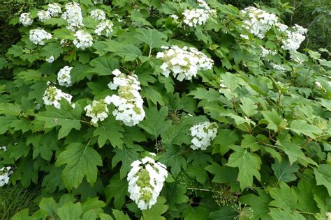 Oakleaf hydrangea: planting, pruning & more - Plantura