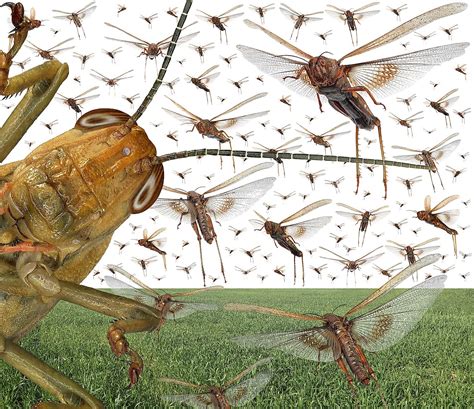 10 Facts Everyone Must Know About The Terrifying Locust Plague - WorldAtlas