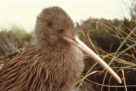 Why are Kiwis Endangered? - Facts and Figures